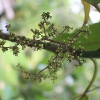 Dendrocnide sinuata (Blume) Chew